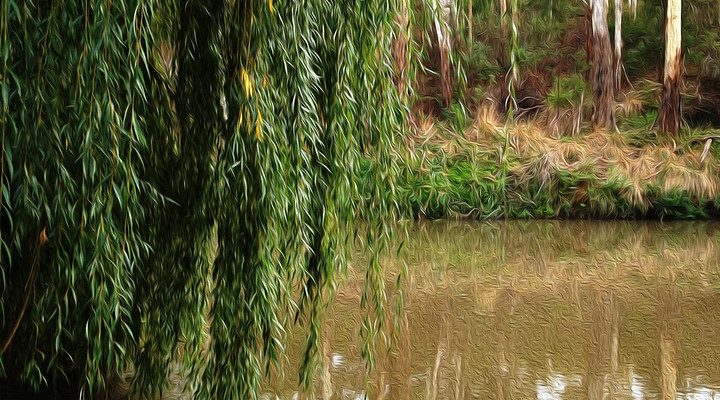 Old Willow Tree by the Yarra River.