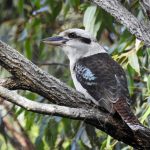 Kookaburra Laughs