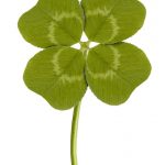Creed Of Four Leaf Clover