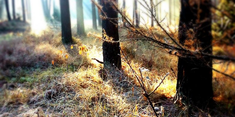 Forest in Autumn