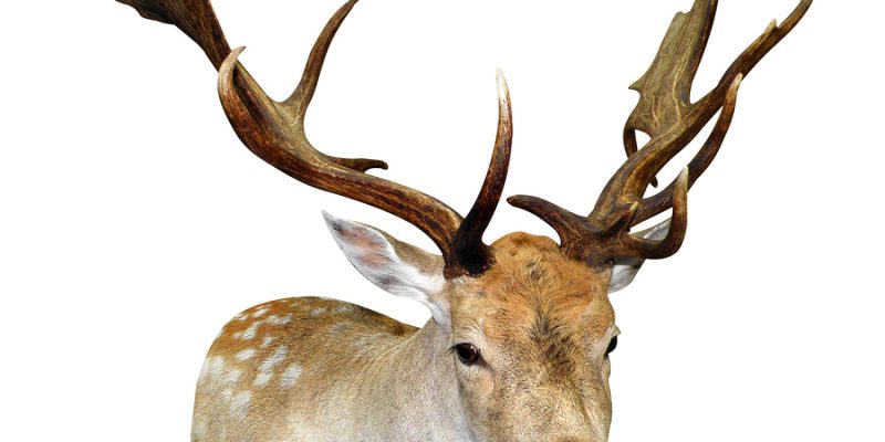 A Mounted Fallow Stag Head