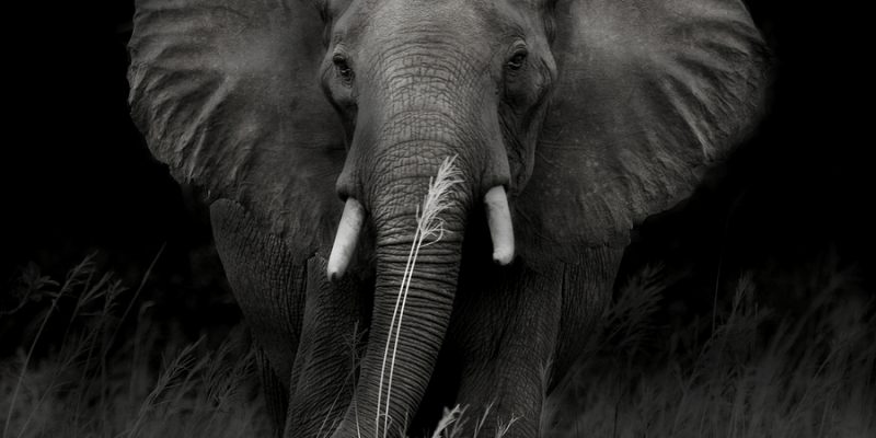 Bull Elephant In Shadow