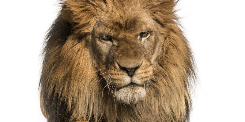 Lion lying with crossed paws,