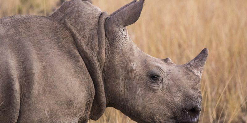 African Rhino