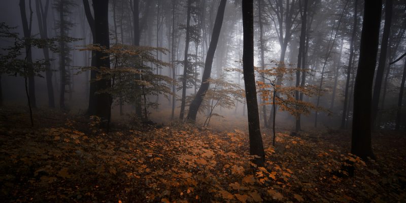 Mysterious forest with fog in autumn evening
