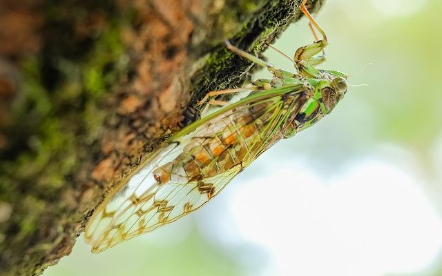 Cicada in tree